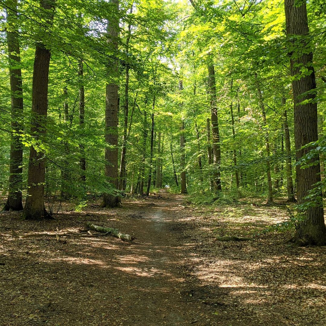 Photo de Chemin forestier