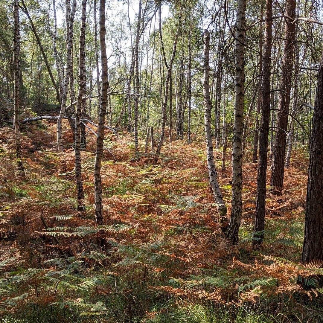 Photo de Au milieu des herbes sèches
